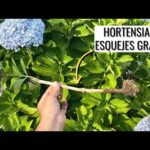 Guía para hacer esquejes de hortensias: paso a paso