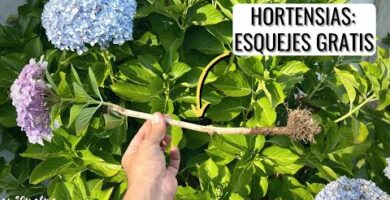 Guía para hacer esquejes de hortensias: paso a paso