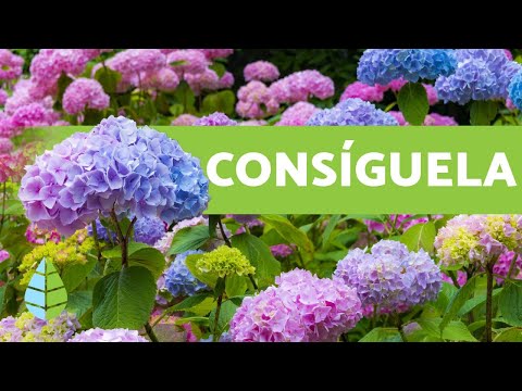 Descubre la belleza de la hortensia azul: consejos y cuidados
