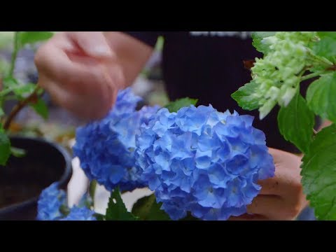 Descubre el encanto del azul hortensia: colores vibrantes para tu jardín