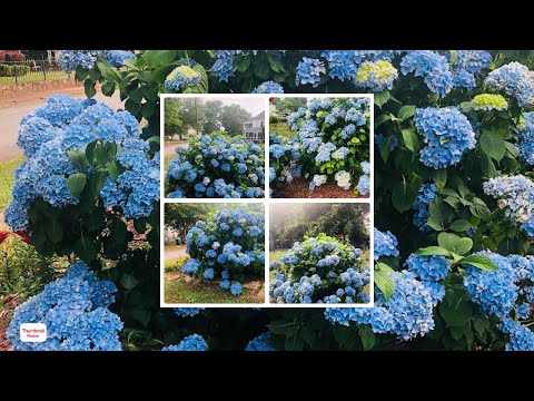 Descubre la belleza de la hortensia flor: todo lo que necesitas saber