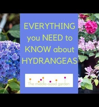 Hortensia in English: A Guide to Growing and Caring for Hydrangeas
