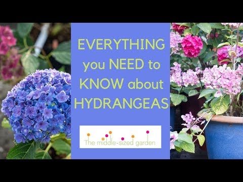 Hortensia in English: A Guide to Growing and Caring for Hydrangeas